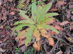 Rhododendron luteum