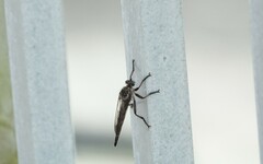 Neoitamus