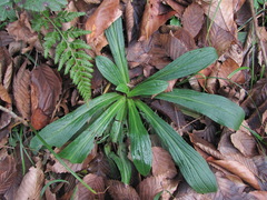 Digitalis ferruginea