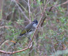 Pycnonotus sinensis hainanus