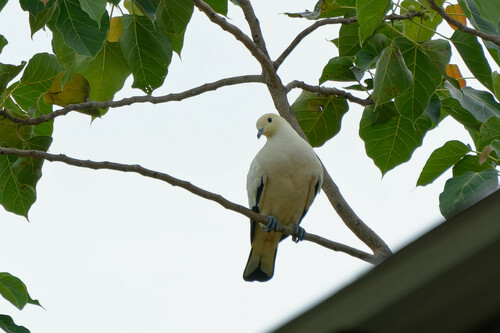 Zweifarben-Fruchttaube (Ducula bicolor)