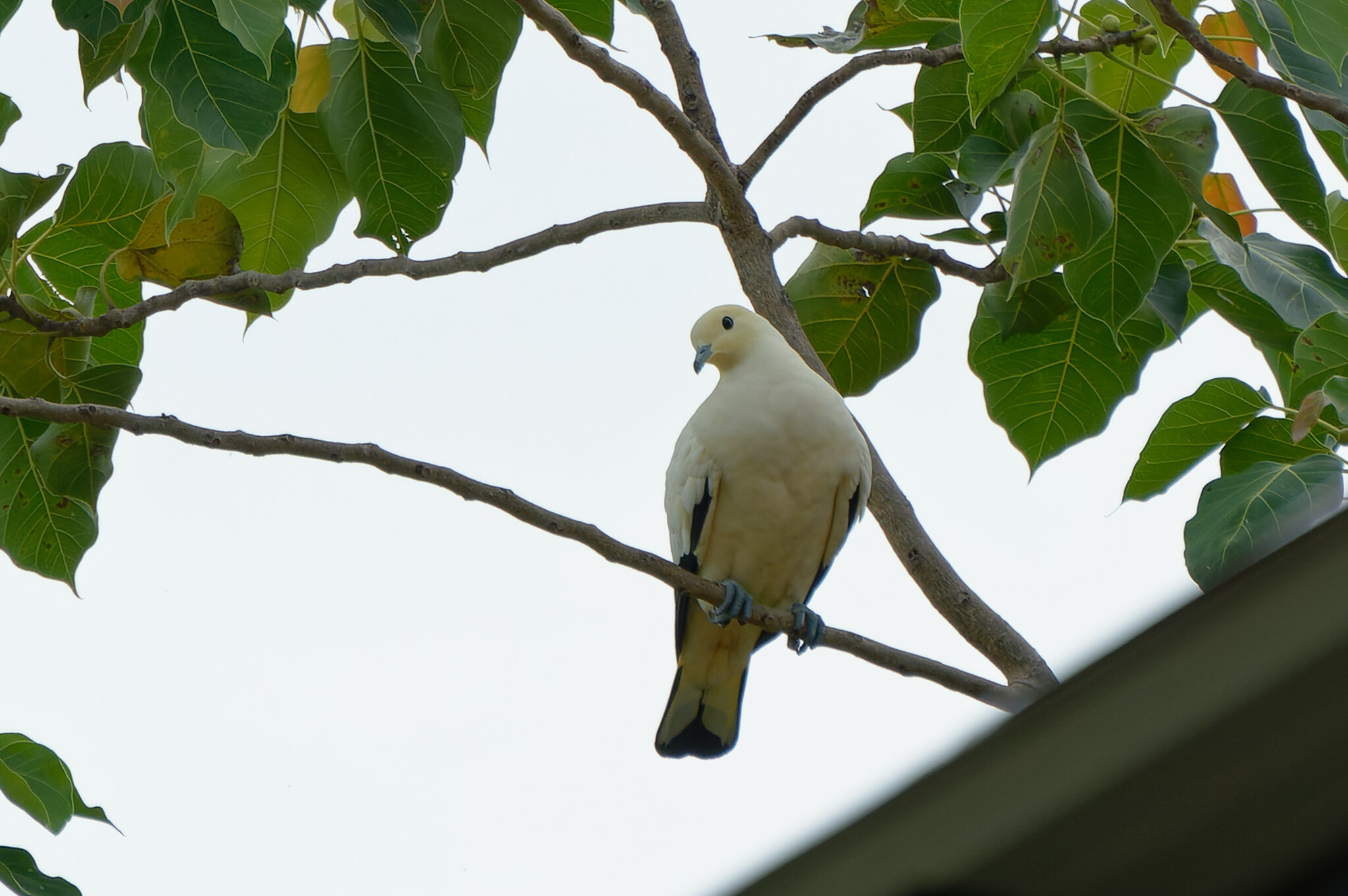Pied Imperial-Pigeon (Ducula bicolor)