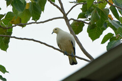 Ducula bicolor