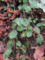 Epimedium pinnatum