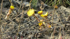 Tussilago farfara