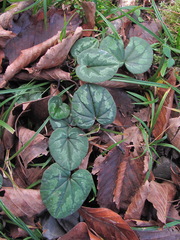 Cyclamen coum