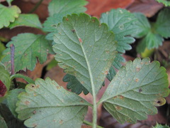 Phragmidium mexicanum