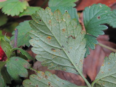 Phragmidium mexicanum