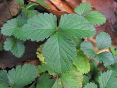 Phragmidium mexicanum