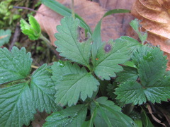 Phragmidium mexicanum