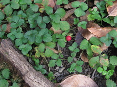 Phragmidium mexicanum