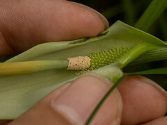 Pinellia pedatisecta