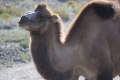 Camelus bactrianus