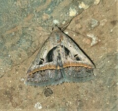 Acantholipes trimeni