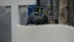 Corvus corax