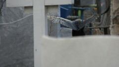 Corvus corax