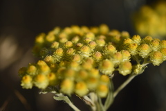 Helichrysum maracandicum