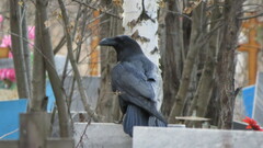 Corvus corax