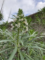 Magnoliopsida