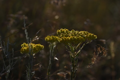Helichrysum maracandicum