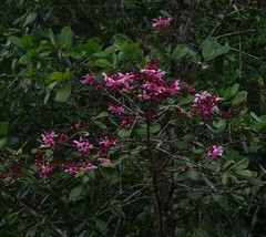 Couratari calycina