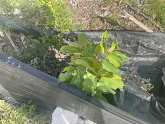 Colubrina arborescens