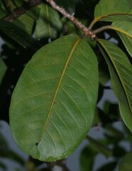Couratari calycina