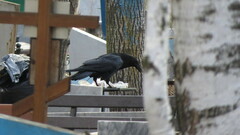 Corvus corax