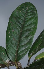 Couratari calycina