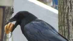Corvus corax