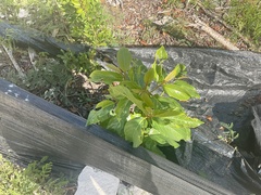 Colubrina arborescens