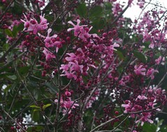 Couratari calycina