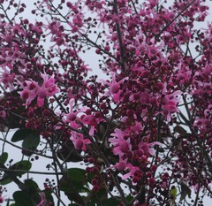 Couratari calycina