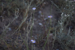 Aster altaicus canescens