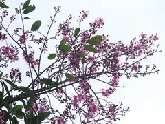Couratari calycina