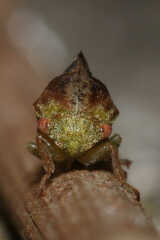 Cyrtolobus