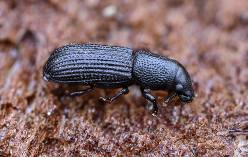 cosson des pins