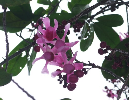 Couratari calycina