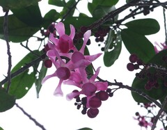 Couratari calycina