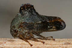 Telamona