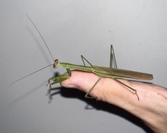 Tenodera