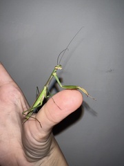 Tenodera