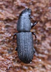 Rhyncolus elongatus