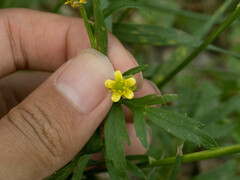 Ranunculus chinensis