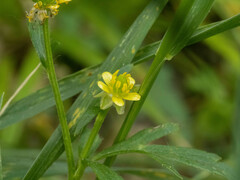 Ranunculus chinensis