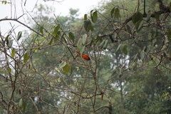 Pericrocotus speciosus