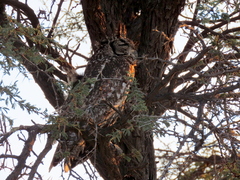 Bubo africanus africanus
