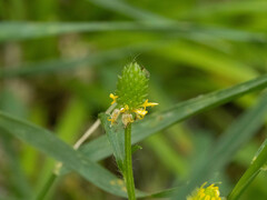 Ranunculus chinensis
