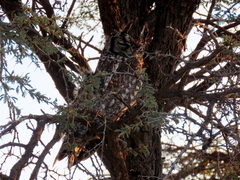 Bubo africanus africanus