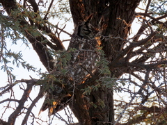 Bubo africanus africanus